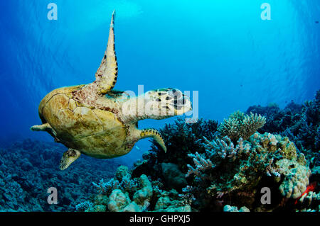 Eretmochelys imbricata, Hawksbill tartarughe di mare in coralreef, Hurghada, Isola Giftun Reef, Mar Rosso, Egitto, Africa Foto Stock