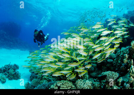 Mulloidichthys vanicolensis Mulloides vanicolensis, goatfish albacora, Hurghada, Mar Rosso, Egitto, Africa Foto Stock