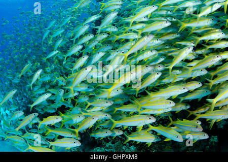 Mulloidichthys vanicolensis Mulloides vanicolensis, goatfish albacora, Hurghada, Mar Rosso, Egitto, Africa Foto Stock