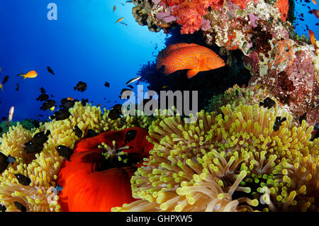 Coral reef con magnifica anemone marittimo e tre spot fanciulla Domino, Abu Fandera, Mar Rosso, Egitto Foto Stock