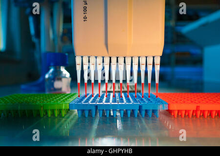 Pipetta multipla nel laboratorio di microbiologia Foto Stock
