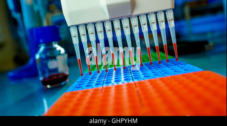 I campioni di DNA vengono caricati a 96 pozzetti per analisi PCR Foto Stock