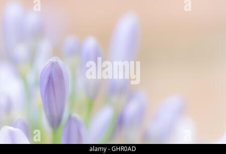 Close up agapanthus germoglio di fiore di cluster con blur e spazio di copia Foto Stock