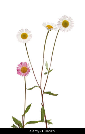 Messicano, fleabane Erigeron Karvinskianus, fiori e fogliame isolata contro bianco Foto Stock