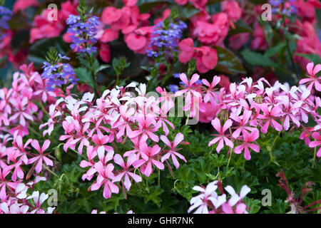 Atropurpurea Phlox strisciante Foto Stock