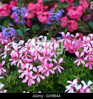 Atropurpurea Phlox strisciante Foto Stock