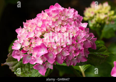 Close up mophead rosa fiori di Hydrangea macrophylla 'King George' coltivate su un terreno alcalino Foto Stock