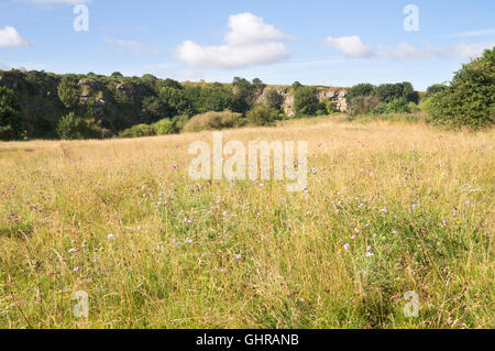 Fiori selvatici che crescono in Marsden vecchia cava Riserva Naturale, Tyne and Wear, England, Regno Unito Foto Stock