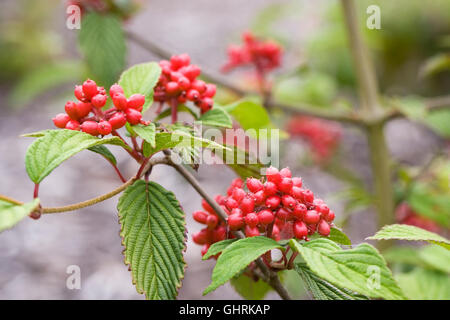 Viburnum plicatum f. tomentosum "Kilimanjaro Sunrise' bacche in estate. Snowball giapponese Bush. Foto Stock