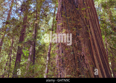 Foresta, Redwoods, la bellezza della natura. Foto Stock