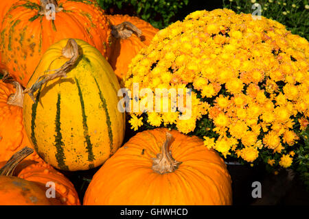 La zucca con le mamme, Marrone di raccolto, Poqounock, Connecticut Foto Stock