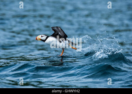 Alaska, isole Aleutian, al largo della costa di Unga isola. Cornuto puffin (Wild: Fratercula corniculata) Foto Stock