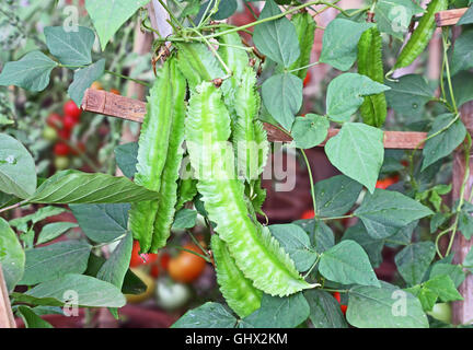 Freschi fagioli alato in orto in India. Chiamato anche Goa bean, quattro bean angolata e Psophocarpus Tetragonolobus. Foto Stock