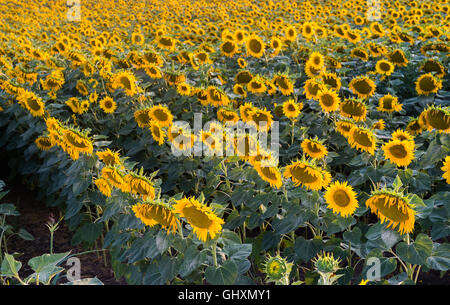 Paesaggio con campo di girasole al mattino Foto Stock