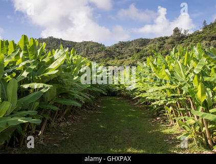 Piantagioni di banane di proprietà del villaggio di Ogimi Bashofu Hall, Kijoka, Ogimi, Okinawa Foto Stock