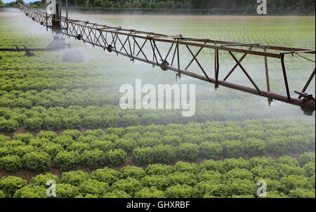 Sistema automatico di irrigazione di un campo coltivato di insalata verde Foto Stock