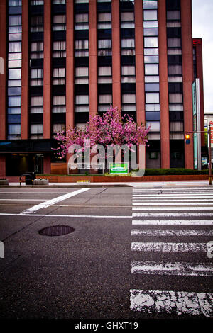 Una tranquilla traversata di zebra e la fioritura dei ciliegi (Sakura) tree in bloom a Kanazawa, Giappone. Foto Stock