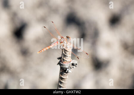 Le variegate Meadowhawk (Sympetrum corruptum) dragonfly Foto Stock