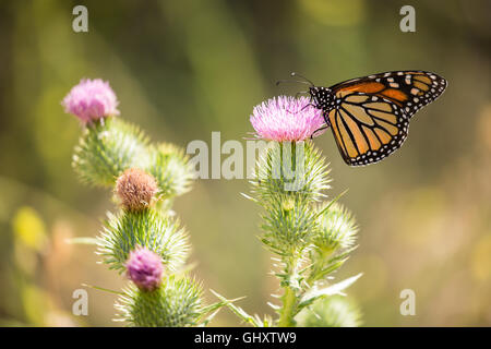 Farfalla monarca - Danaus plexippus Foto Stock