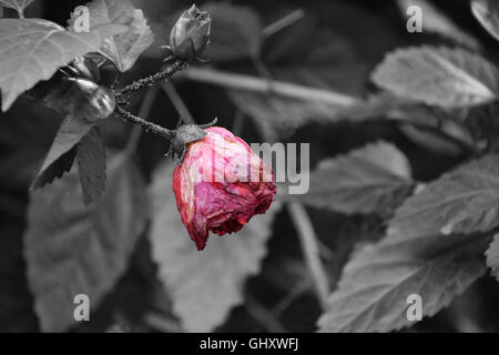 Avvizzimento rosa rosso su nero e sfondo bianco Foto Stock