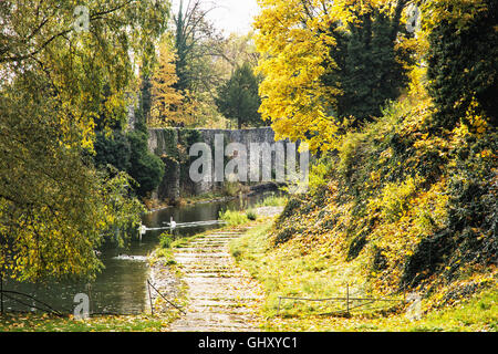 Fossato con acqua, cigni e anatre nel periodo autunnale. Stagionale scena naturale. Colori vibranti. La bellezza della natura. Foto Stock