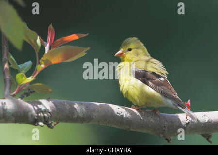 American cardellino (Spinus tristis) femmina seduta sul ramo, Bombay gancio NWR, DELAWARE, STATI UNITI D'AMERICA Foto Stock