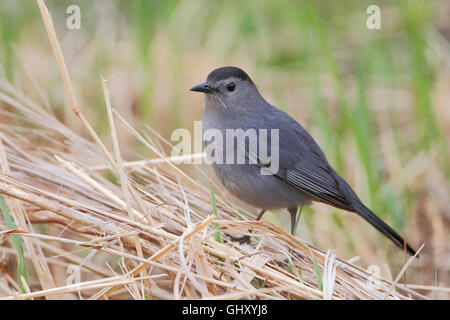 Grigio (catbird Dumetella carolinensis), Bombay gancio NWR, DELAWARE, STATI UNITI D'AMERICA Foto Stock