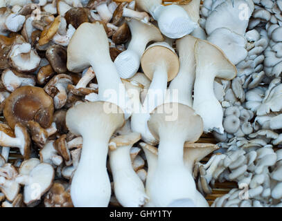 I funghi commestibili. Produrre da Boulder Farmers Market. Diverse varietà. Per la vendita. Foto Stock
