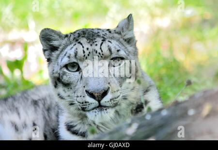 Closeup ritratto di mentire snow leopard (Uncia Uncia). Egli vive in montagna in Asia centrale. Foto Stock