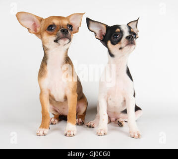 Due fantastici cuccioli di chihuahua su sfondo bianco Foto Stock