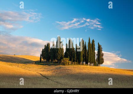 Un ceduo di cipro alberi nr San Quirico d'Orcia, Toscana Foto Stock