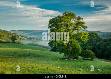 Edale all'alba, picchi District National Park, Debyshire, Inghilterra Foto Stock