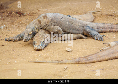 La lucertola più grande drago di Komodo (Varanus komodoensis) nel selvaggio, Indonesia Foto Stock