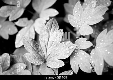 In bianco e nero lascia la natura da vicino Foto Stock