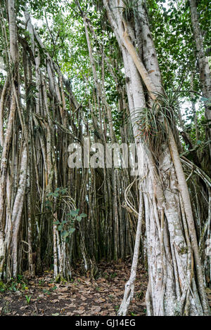 Banyan Tree growes in Cuba tropicale Foto Stock