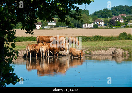 Bovini da bere e il raffreddamento in un fiume francese in estate Foto Stock