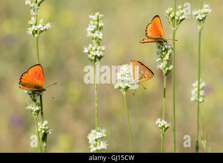 Scarse le farfalle in rame Foto Stock