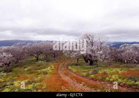 Australian area alpina con fiori selvaggi e una leggera spolverata di neve su alberi Foto Stock