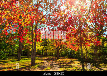 Il sole a picco attraverso gli alberi di acero nel loro brillante fogliame di autunno. Foto Stock