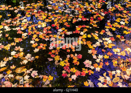 Caduta foglie di acero galleggiante sull'acqua. Foto Stock