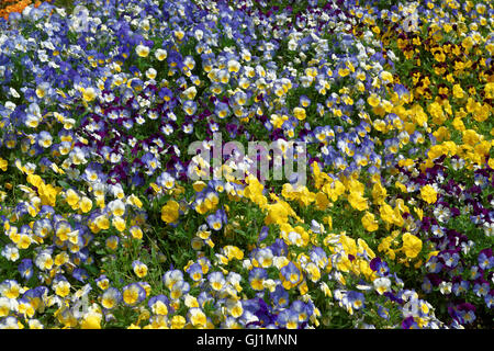 Aiuola delle colorate pansies situato a Washington D.C., USA. Vari tipi e specie di fiori può essere trovata nella libreria floreale nel National Mall che è stato aperto nel 1969. Foto Stock