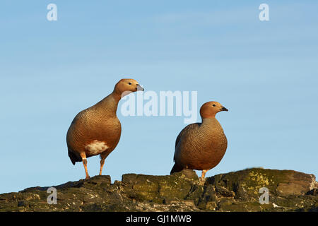 Coppia di Ruddy intitolata oche (Chloephaga rubidiceps) su una scogliera sul più deprimente isola nelle isole Falkland Foto Stock