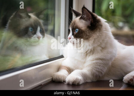 Un gatto Ragdoll e la sua riflessione in una finestra Foto Stock