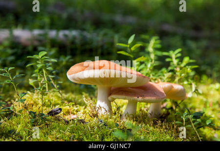 Colorato russula funghi nella foresta vicino a Rovaniemi, Lapponia, Finlandia Foto Stock