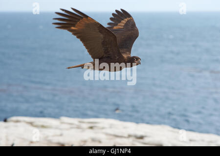 Caracara striato (Phalcoboenus australis) volare lungo le scogliere di Sealion isola nelle isole Falkland. Foto Stock