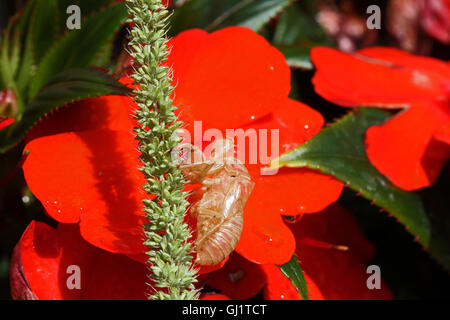 Cicala vuoto guscio o involucro da un moulted cicala insetto su occupato lizzie impatiens fiore hemiptera cicadidae da Ruth Swan Foto Stock