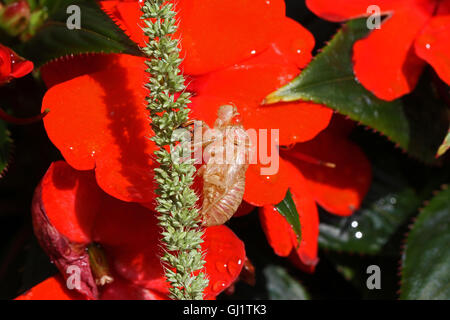 Cicala vuoto guscio o involucro da un moulted cicala insetto su occupato lizzie impatiens fiore hemiptera cicadidae da Ruth Swan Foto Stock