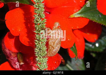 Cicala vuoto guscio o involucro da un moulted cicala insetto su occupato lizzie impatiens fiore hemiptera cicadidae da Ruth Swan Foto Stock