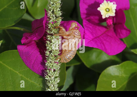 Cicala vuoto guscio o involucro da un moulted cicala insetto su fiori di bouganville hemiptera cicadidae da Ruth Swan Foto Stock