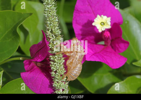 Cicala vuoto guscio o involucro da un moulted cicala insetto su fiori di bouganville hemiptera cicadidae da Ruth Swan Foto Stock